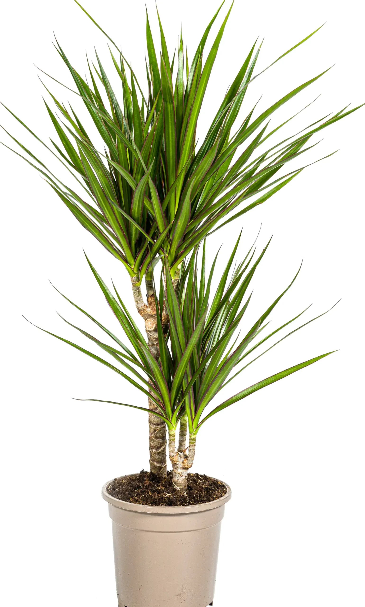 Drachenbaum Dracaena marginata H 60 cm 17 cm Topf