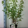 Duftjasmin 3 l Container
