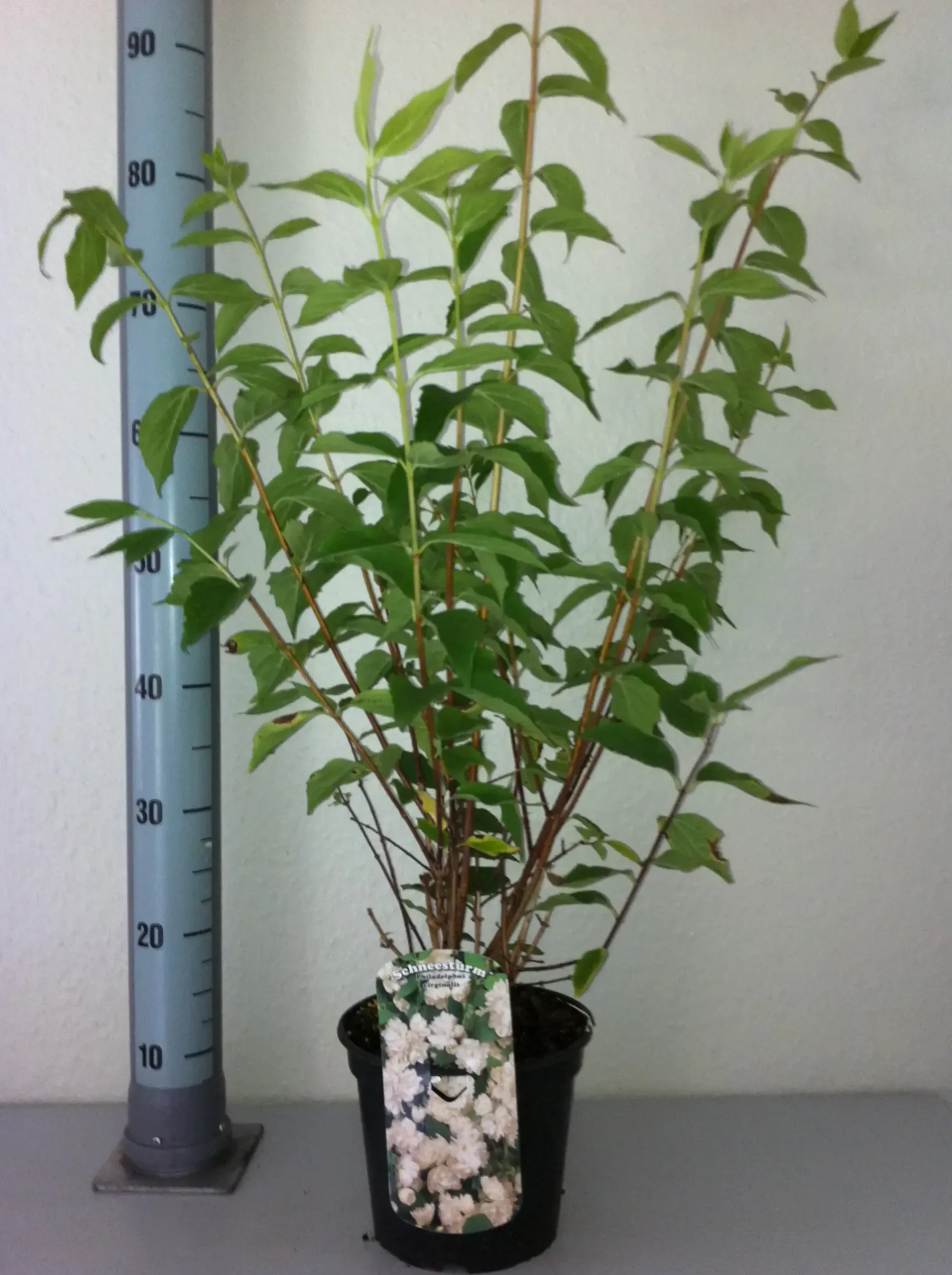 Duftjasmin 3 l Container