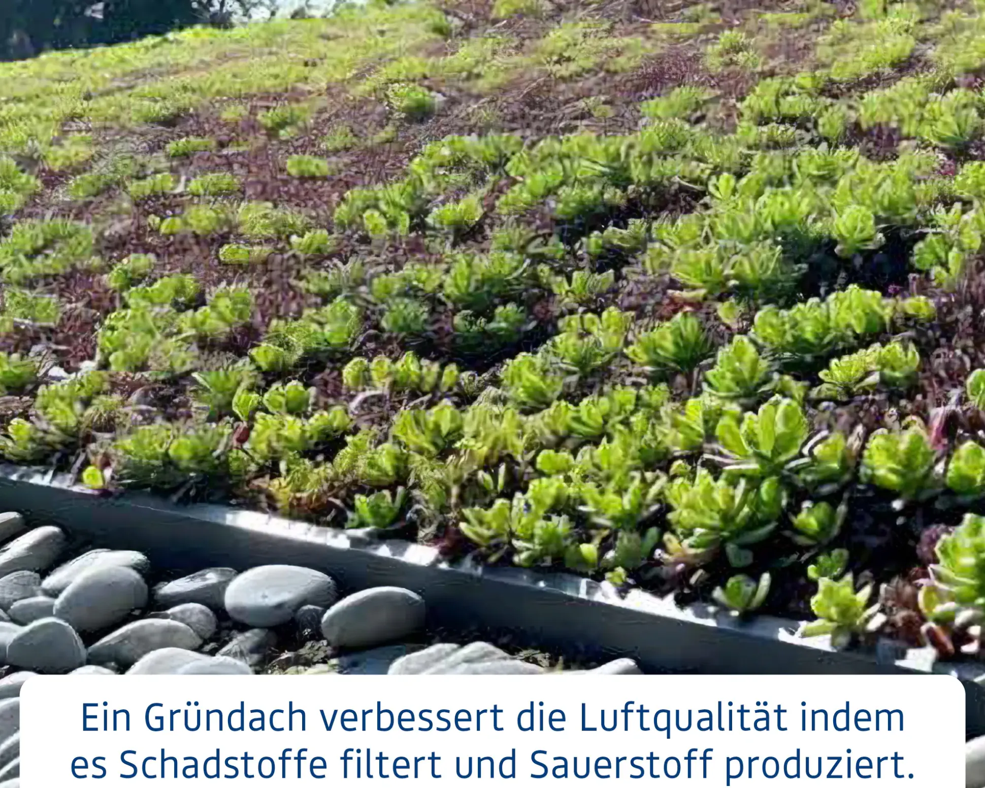 EcoStar Dachrahmen für Gründach Pultdach Typ 1 blau