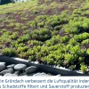 EcoStar Dachrahmen für Gründach Pultdach Typ 2 blau