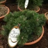 Edelkonifere in Schale 30-50 cm 6 l Container