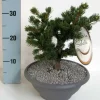 Edelkonifere in Schale 20-25 cm 3,5 l Container