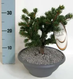 Edelkonifere in Schale 20-25 cm 3,5 l Container