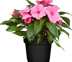 Edellieschen Impatiens Neu-Guinea H 22,5 cm 12 cm Topf