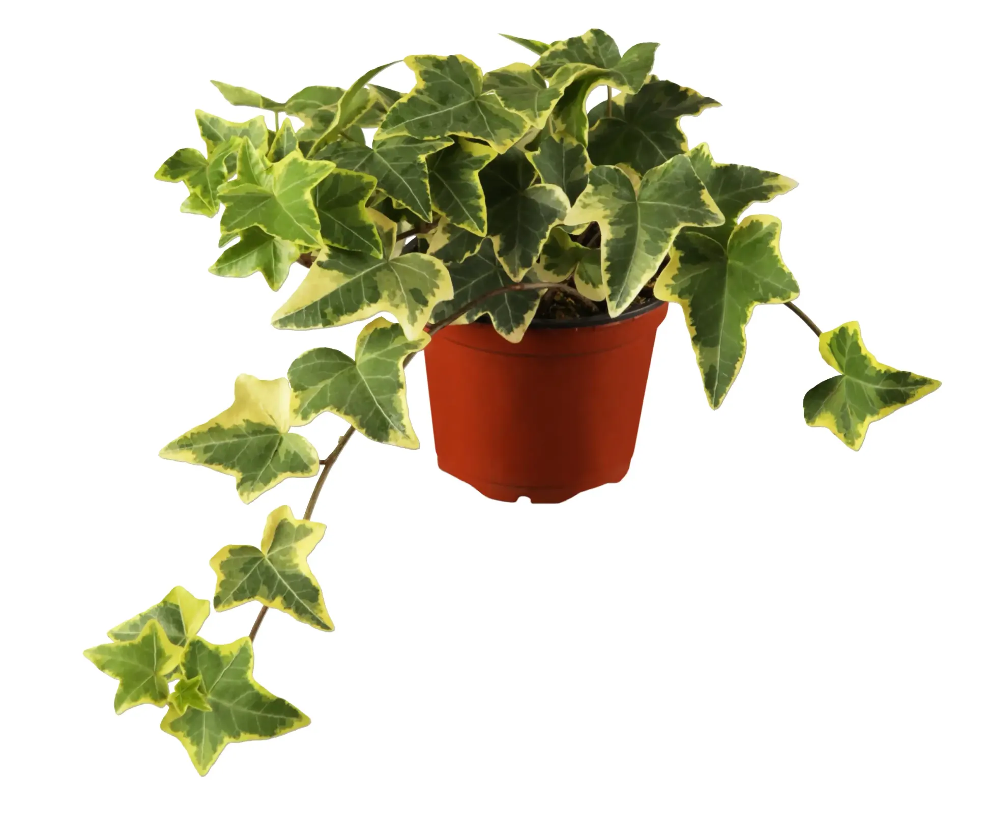 Efeu gelbbunt 11 cm Topf