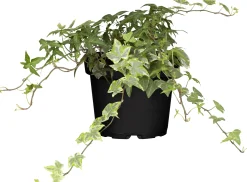 Efeu Hedera grün 13 cm Topf 13 cm Topf