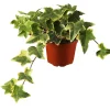 Efeu Hedera Yellow Ripple 13 cm Topf