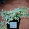 Efeu weißbunt 11 cm Topf