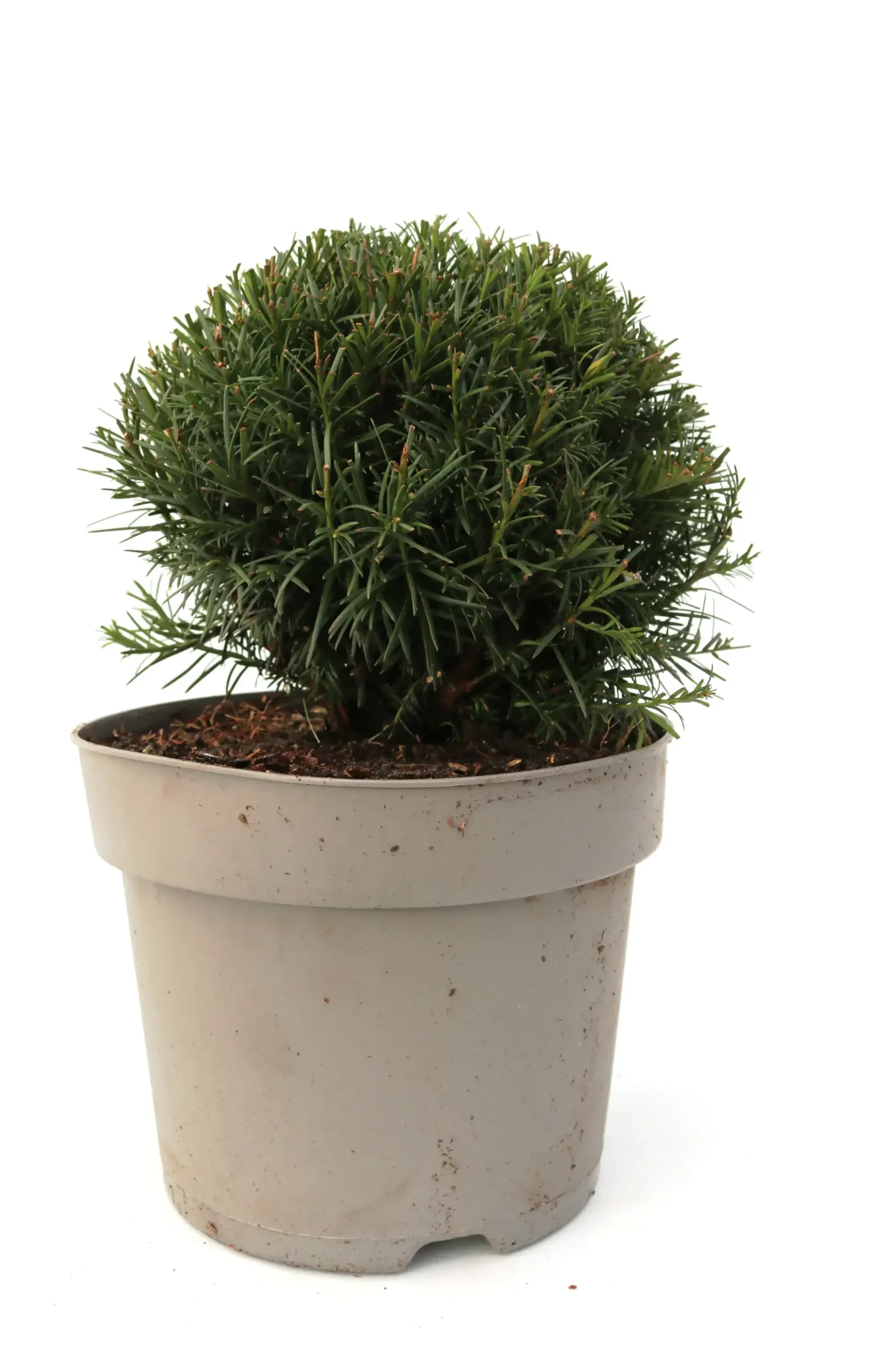 Eibe Kugel 25-30 cm 5 l Container