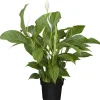 Einblatt Spathiphyllum Sweet Silvio H ca 75 cm 17 cm Topf
