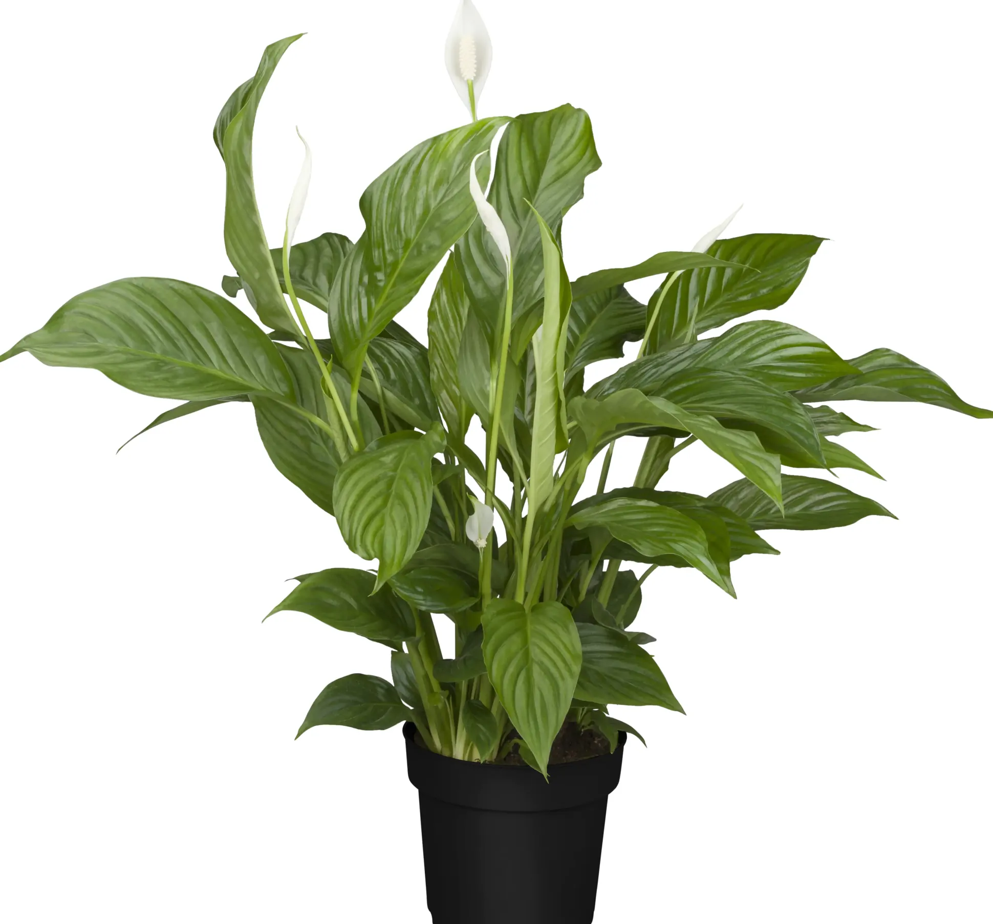 Einblatt Spathiphyllum Sweet Silvio H ca 75 cm 17 cm Topf