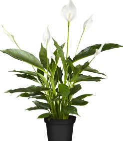 Einblatt Spathiphyllum Torelli H ca. 40 cm 12 cm Topf