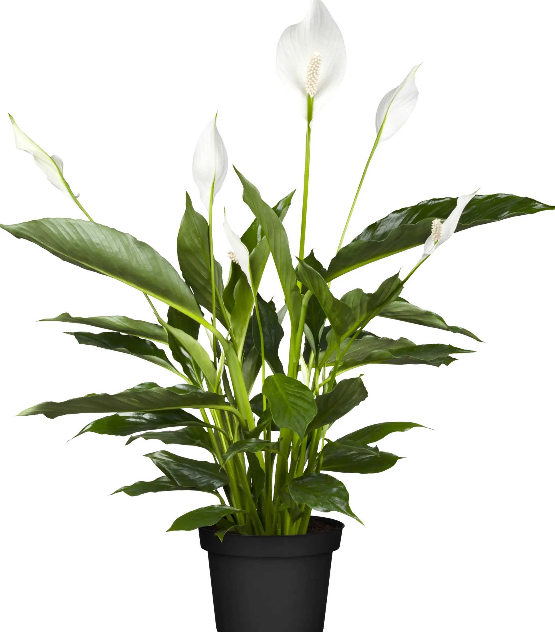 Einblatt Spathiphyllum Torelli H ca. 40 cm 12 cm Topf