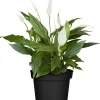 Einblatt Spatiphyllum Pearl Cupido H ca. 17 cm 7 cm Topf