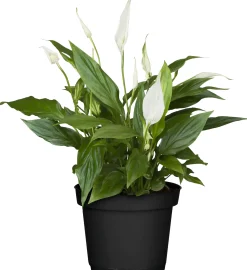 Einblatt Spatiphyllum Pearl Cupido H ca. 17 cm 7 cm Topf
