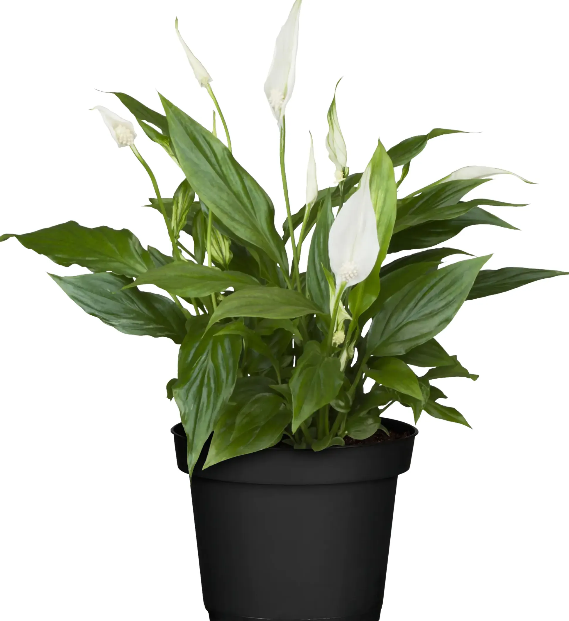 Einblatt Spatiphyllum Pearl Cupido H ca. 17 cm 7 cm Topf