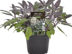 Einsteinkräuter - Salbei 12 cm Topf