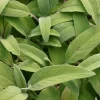 Einsteinkräuter - Salbei officinalis 12 cm Topf