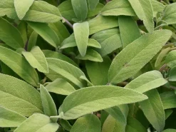 Einsteinkräuter - Salbei officinalis 12 cm Topf