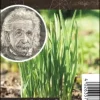 Einsteinkräuter - Schnittknoblauch 12 cm Topf