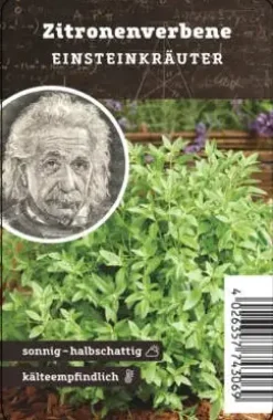 Einsteinkräuter - Zitronenverbene 12 cm Topf
