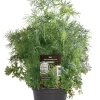 Einsteinkräuter Dill 12 cm Topf