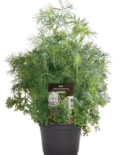 Einsteinkräuter Dill 12 cm Topf