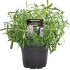 Einsteinkräuter Estragon 12 cm Topf