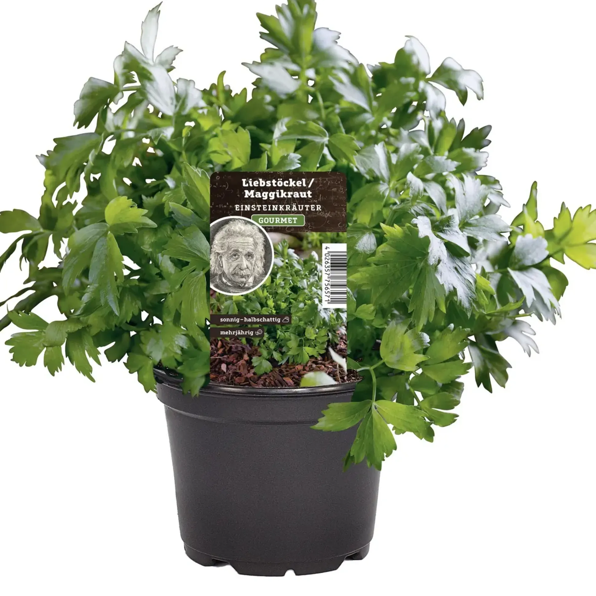 Einsteinkräuter Liebsstöckel Maggikraut 12 cm Topf