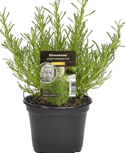 Einsteinkräuter Olivenkraut 12 cm Topf