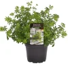 Einsteinkräuter Waldmeister 12 cm Topf