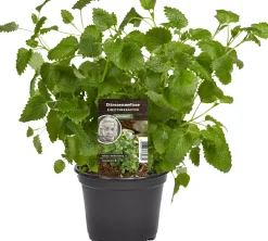 Einsteinkräuter Zitronenmelisse 12 cm Topf