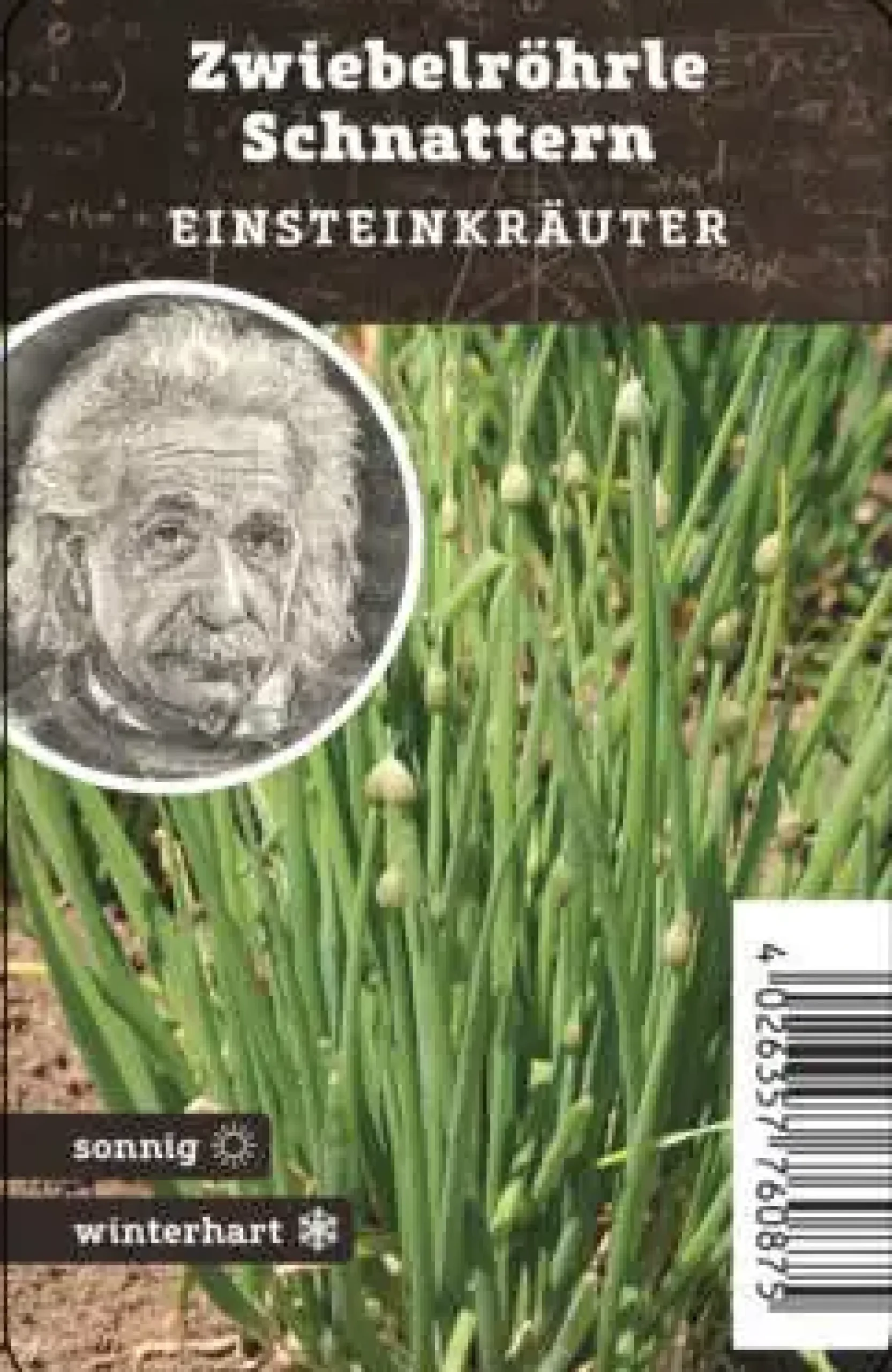 Einsteinkräuter Zwiebelröhrle 12 cm Topf