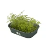 Elho Anzuchtschale Green Basic Gr. S laubgrün 24 x 17 cm