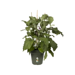 Elho Anzuchtstopf Green Basics Ø 30 cm grün