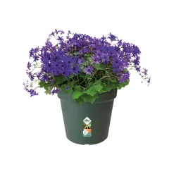 Elho Anzuchtstopf Green Basics Ø 24 cm grün