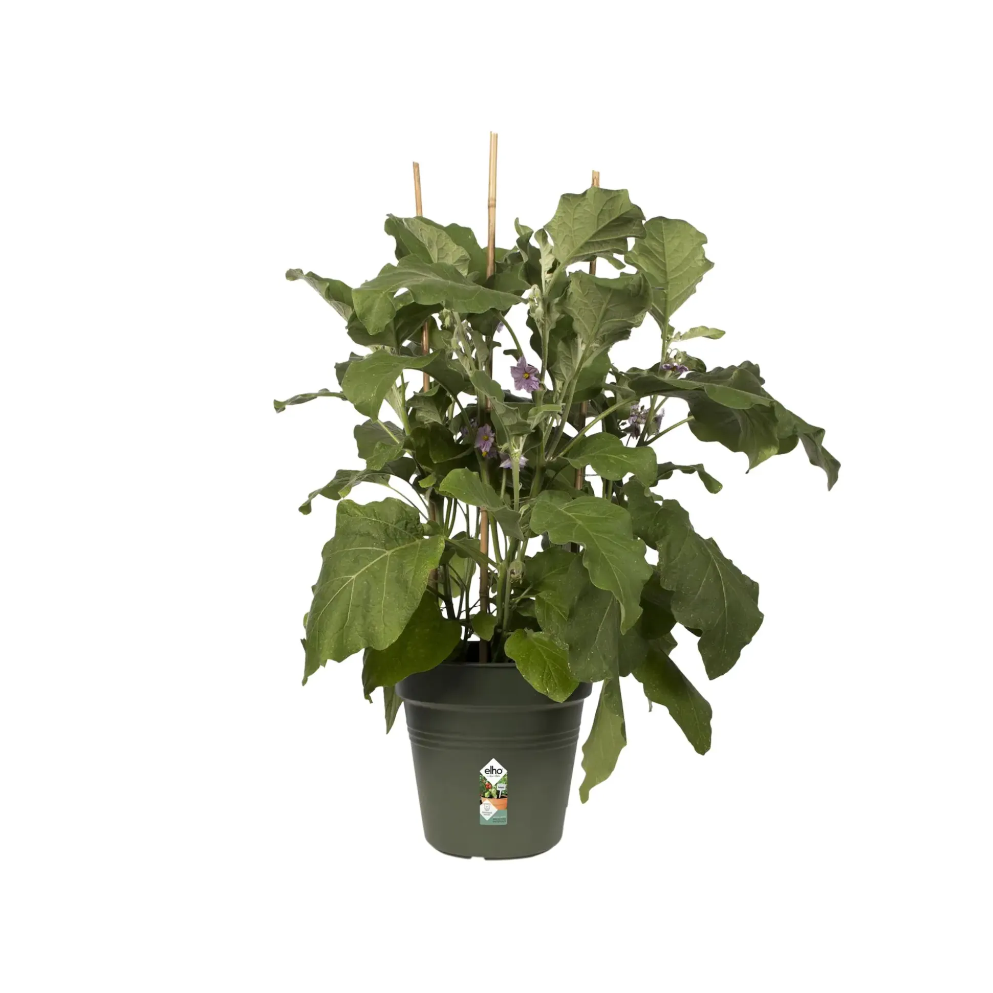 Elho Anzuchtstopf Green Basics Ø 24 cm grün