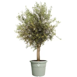 Elho Blumentopf Algarve Cilindro Ø 40 x 33 cm thymian grün
