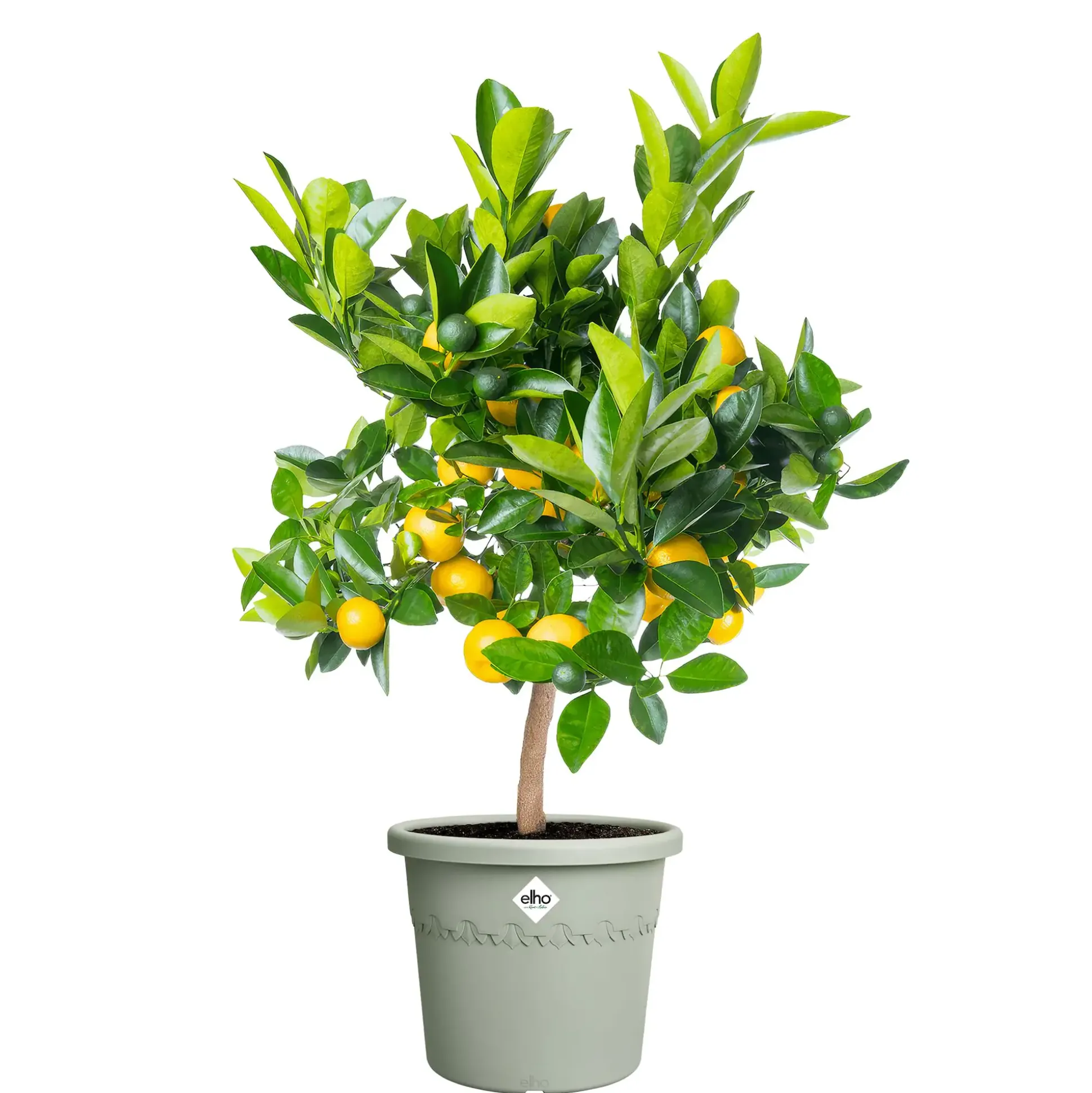 Elho Blumentopf Algarve Cilindro Ø 35 x 30 cm thymian grün