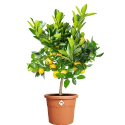 Elho Blumentopf Algarve Cilindro Ø 35 x 29 cm terra