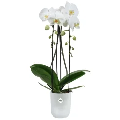 Elho Blumentopf Vibes Fold Orchidee Ø 13 x 15 cm transparent