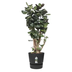 Elho Pflanztopf Greenville Ø 40 x 37 cm living schwarz