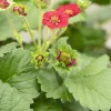 Erdbeere Delirose Stadt Ernte H ca 20 cm 17 cm Topf