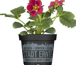 Erdbeere Delirose Stadt Ernte H ca 20 cm 17 cm Topf