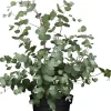 Eucalyptus gunnii Eukalyptus Busch 19 cm Topf