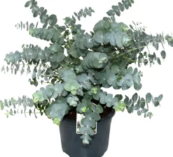 Eucalyptus gunnii Eukalyptus Busch 19 cm Topf
