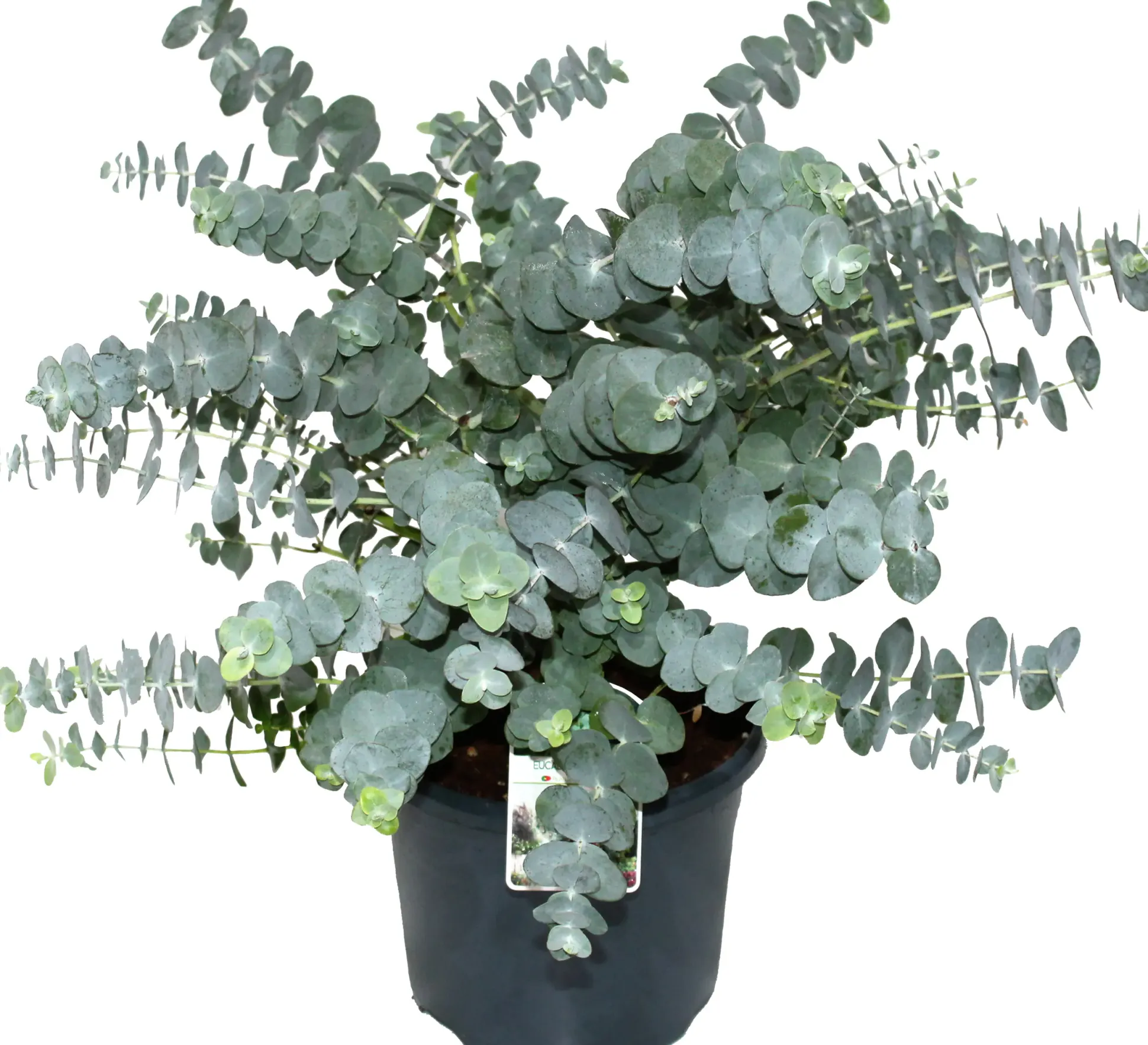 Eucalyptus gunnii Eukalyptus Busch 19 cm Topf