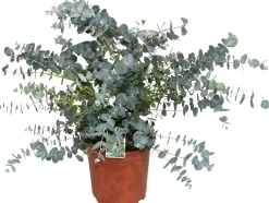 Eucalyptus gunnii Eukalyptus Busch 23 cm Topf