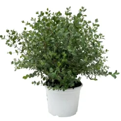 Eucalyptus gunnii Eukalyptus Busch 23 cm Topf